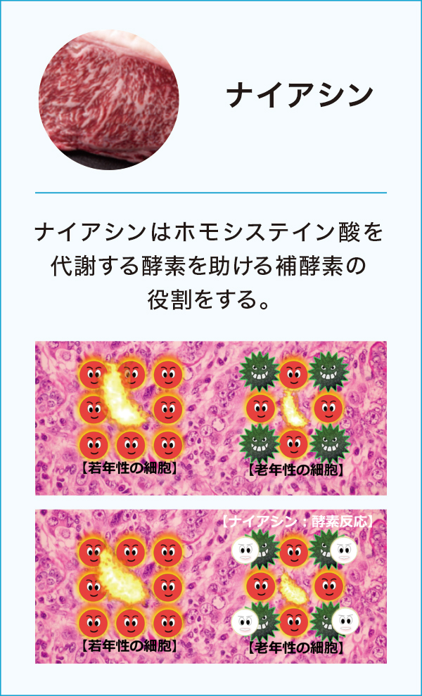 長谷川研究所株式会社 / ハセトール【特別提供品】